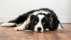 Câinele simte oare resentimente față de stăpân: cum se manifestă acestea