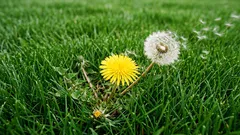 Cum să scapi de buruieni înainte ca acestea să-ți invadeze gazonul